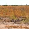 Crisis agrícola frenará hasta 18 mil millones de pesos en el sur de Sonora: Russo Salido