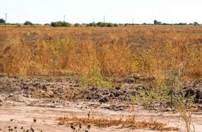 Crisis agrícola frenará hasta 18 mil millones de pesos en el sur de Sonora: Russo Salido