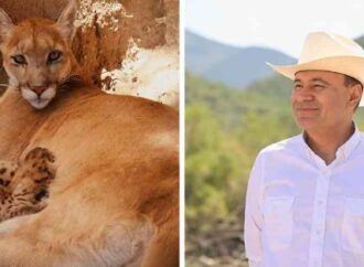 Nacen cuatro pumas y un antílope eland en el Centro Ecológico de Sonora