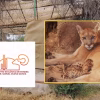 Refuerzan cuidados a puma y sus crías en el Centro Ecológico de Sonora