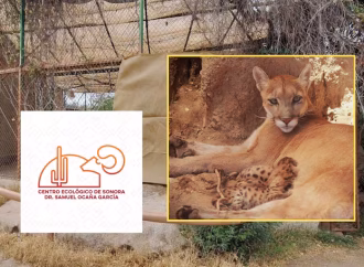 Refuerzan cuidados a puma y sus crías en el Centro Ecológico de Sonora