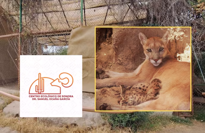 Refuerzan cuidados a puma y sus crías en el Centro Ecológico de Sonora