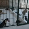Salud Municipal llama a reforzar cuidado responsable de mascotas para prevenir enfermedades
