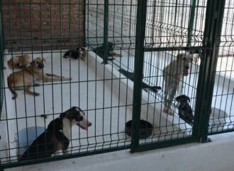 Salud Municipal llama a reforzar cuidado responsable de mascotas para prevenir enfermedades