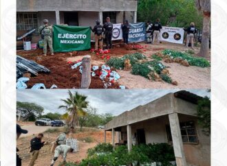 Operativo conjunto asegura invernadero con más de 800 plantas de marihuana en Cucurpe