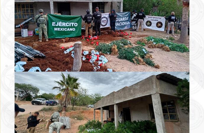 Operativo conjunto asegura invernadero con más de 800 plantas de marihuana en Cucurpe