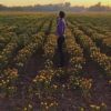 Sonora impulsa reconversión agrícola con más de 32 mil hectáreas de cultivos de bajo consumo de agua