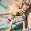 Persistirá el calor extremo en Sonora con temperaturas de hasta 42 grados