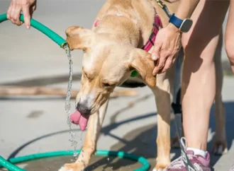 Persistirá el calor extremo en Sonora con temperaturas de hasta 42 grados