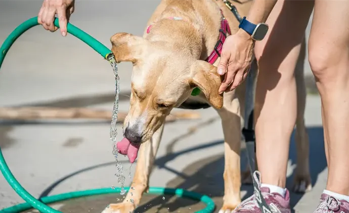 Persistirá el calor extremo en Sonora con temperaturas de hasta 42 grados