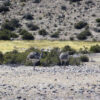 Humedales de Chile destacan por su riqueza natural, pero varios enfrentan riesgo de desaparecer