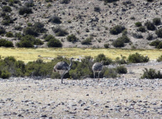 Humedales de Chile destacan por su riqueza natural, pero varios enfrentan riesgo de desaparecer