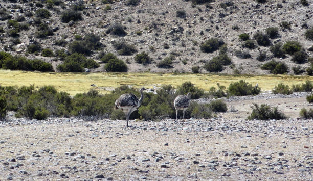 Humedales de Chile destacan por su riqueza natural, pero varios enfrentan riesgo de desaparecer