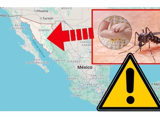 Hermosillo, Guaymas y Cajeme concentran la mayoría de los casos de dengue en Sonora