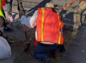 Siembran árboles sobre bulevar Rosales en Hermosillo