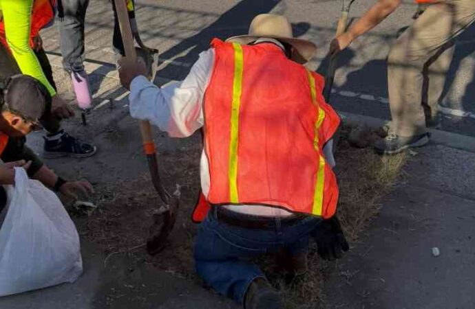 Siembran árboles sobre bulevar Rosales en Hermosillo