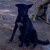 Llaman a proteger a mascotas de ola de calor