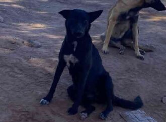Llaman a proteger a mascotas de ola de calor