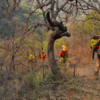 Más de 100 combatientes enfrentan incendio forestal en la sierra de Arivechi