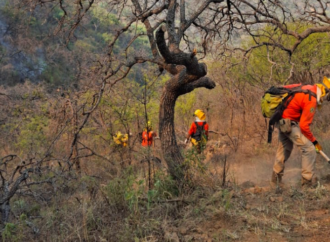 Más de 100 combatientes enfrentan incendio forestal en la sierra de Arivechi