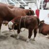 La financiera SIDEGAN ha colocado más 100 mdp en créditos