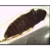 Detectan plaga en productos mexicanos en garita comercial de Nogales