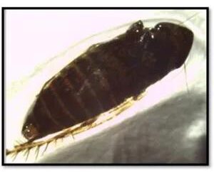 Detectan plaga en productos mexicanos en garita comercial de Nogales
