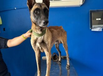De sobrevivir al abandono a servir a Cajeme: SSPM rescata a pastor belga con futuro K9