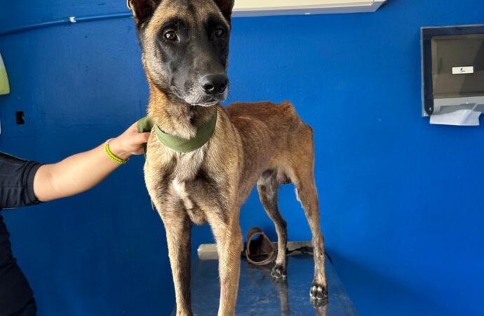 De sobrevivir al abandono a servir a Cajeme: SSPM rescata a pastor belga con futuro K9