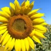 Productores del Valle del Yaqui ven en el girasol una alternativa rentable de siembra