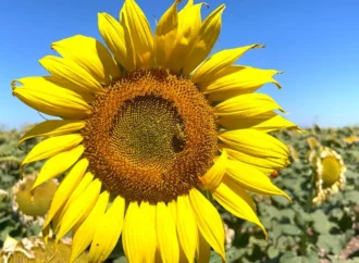 Productores del Valle del Yaqui ven en el girasol una alternativa rentable de siembra