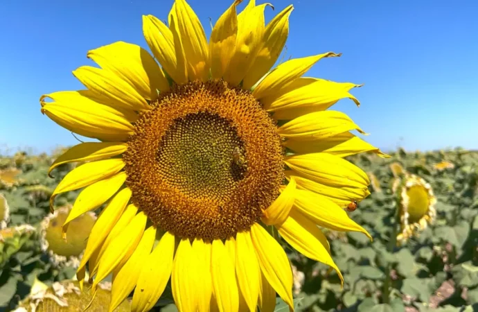Productores del Valle del Yaqui ven en el girasol una alternativa rentable de siembra