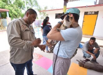 Activan en Navojoa ejemplares jornadas de esterilización masiva