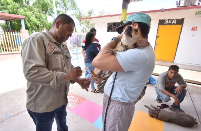 Activan en Navojoa ejemplares jornadas de esterilización masiva