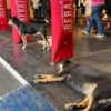 Comerciantes y ciudadanos respaldan dar refugio a perros en tiendas de Hermosillo durante el calor