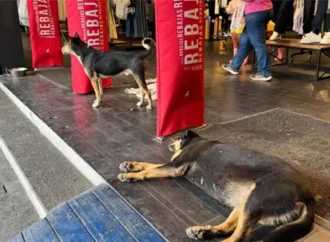 Comerciantes y ciudadanos respaldan dar refugio a perros en tiendas de Hermosillo durante el calor