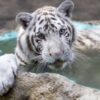 Necropsia revela que tigre de Bengala Kenzo murió por broncoaspiración tras recibir un disparo