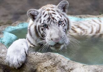 Necropsia revela que tigre de Bengala Kenzo murió por broncoaspiración tras recibir un disparo