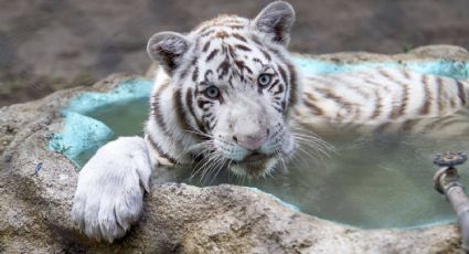 Necropsia revela que tigre de Bengala Kenzo murió por broncoaspiración tras recibir un disparo