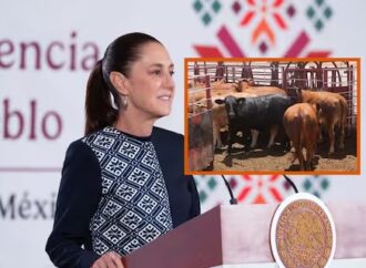 Sheinbaum llama a ganaderos a reforzar combate contra el gusano barrenador para mantener abierta la frontera con EE.UU.