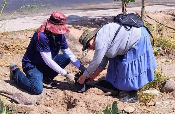 Supera Ciudadanía Activa 350 jornadas de reforestación en Villa de Seris