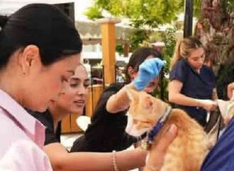 Llevarán jornada de esterilización animal a Punta Chueca