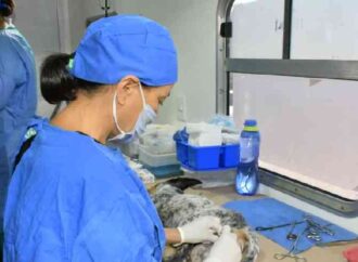 Impulsa Gobierno de Hermosillo jornadas gratuitas de castración para perros y gatos