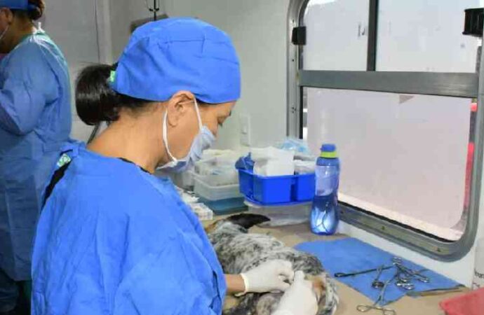 Impulsa Gobierno de Hermosillo jornadas gratuitas de castración para perros y gatos