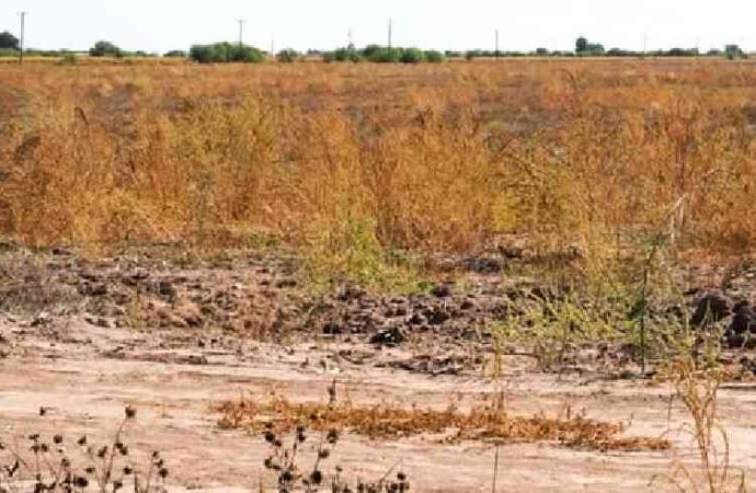 Lluvias dan respiro al sur de Sonora: presas del río Yaqui recuperan almacenamiento