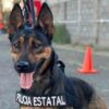 Unidad K-9 fortalece la captura de objetivos prioritarios y el combate al delito en Sonora