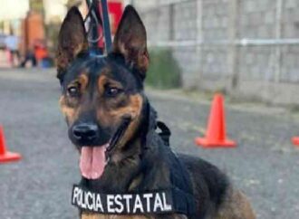 Unidad K-9 fortalece la captura de objetivos prioritarios y el combate al delito en Sonora