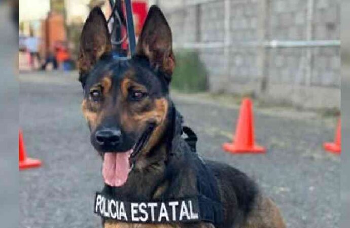 Unidad K-9 fortalece la captura de objetivos prioritarios y el combate al delito en Sonora