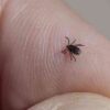 Enciende focos rojos mortalidad por rickettsia en Cajeme