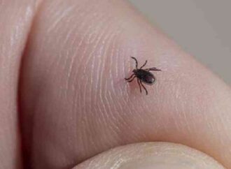 Enciende focos rojos mortalidad por rickettsia en Cajeme